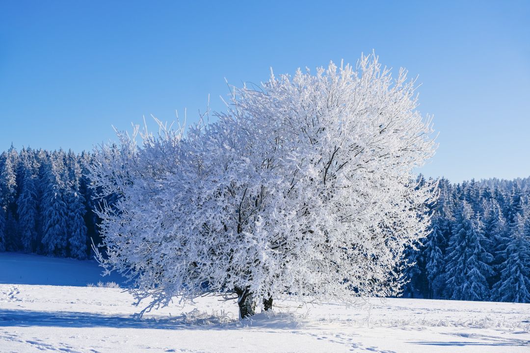 nickype-winter-7624034.jpg